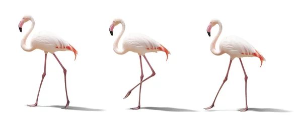 Foto op Canvas mooie roze flamingo poseren. geïsoleerd op witte achtergrond © coffeemill