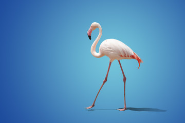 Fototapeta na wymiar beautiful pink flamingo posing on blue background