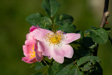 wild ornament of nature , wild rose