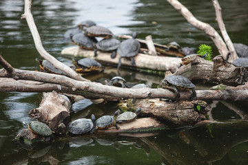 turtles resting on logs. big beautiful pond