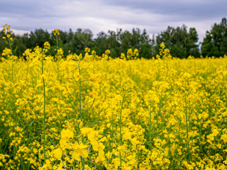 Bright yellow blooming canola on a field with contrasting trees in the background. Agricultural culture of Russia