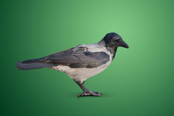 big wild crow on green background