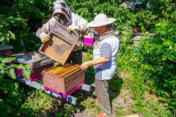 Two elderly apiarists, beekeepers are checking bees on honeycomb