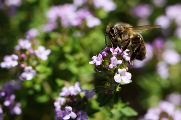 Makro close up of blooming thyme bush (thymus vulgaris) with isolated bee pollinating