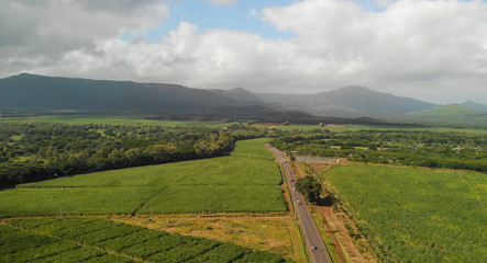 Obraz premium Sugar canes meadows aerial overhead view