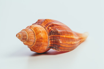 Sea shell on white background