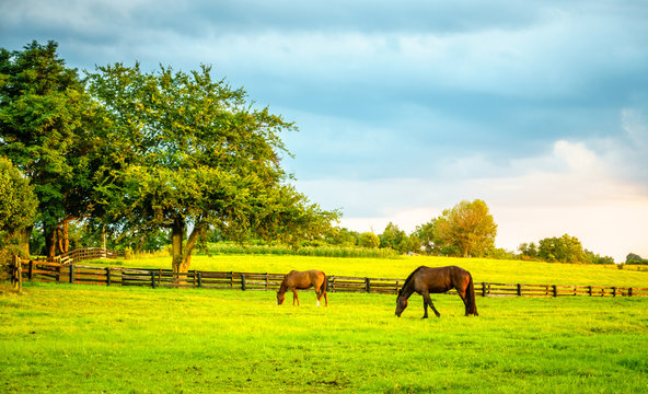 Two horses grazing on a farm in Central Kentucky