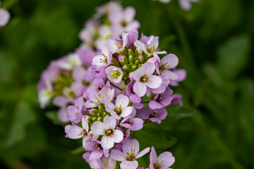  wild plants and the awakening of nature in spring
