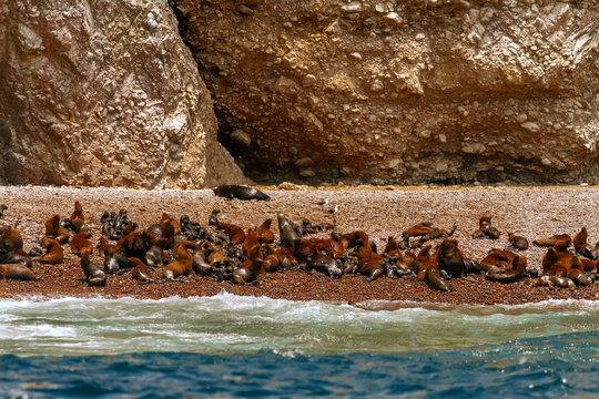 Colony of sea lions rest on the coast of the Ballestas Islands (Peru)