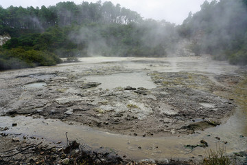 Geothermal craters in the forest in the Waiotapu area of the Taupo Volcanic Zone in New Zealand