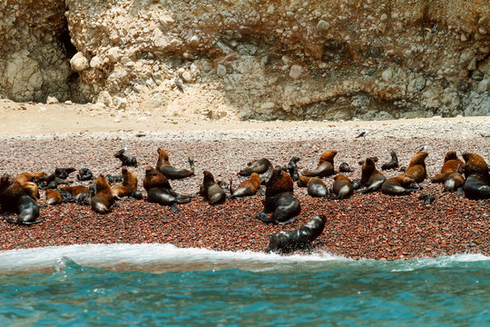 Colony of sea lions rest on the coast of the Ballestas Islands (Peru)