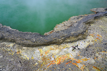 Geothermal craters in the forest in the Waiotapu area of the Taupo Volcanic Zone in New Zealand