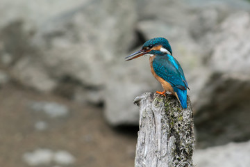 Kingfisher on a branch in Sweden