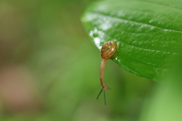 カタツムリ