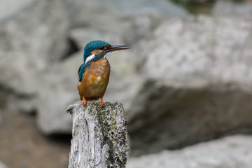Kingfisher on a branch in Sweden
