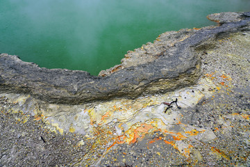 Geothermal craters in the forest in the Waiotapu area of the Taupo Volcanic Zone in New Zealand