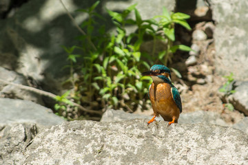 Kingfisher on a branch in Sweden