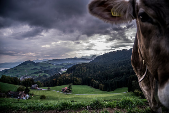 landschatskuh