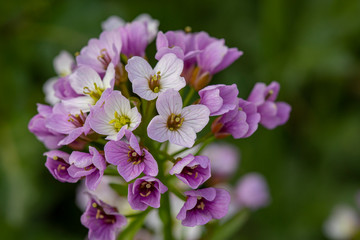  wild plants and the awakening of nature in spring