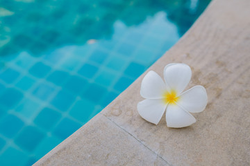 Fototapeta na wymiar Close up White Plumeria flower on the pool edge with blue water background and copy space.