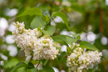 Blätter und Blüten von Flieder (Syringa vulgaris)