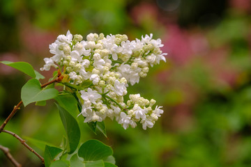 Blüte von Weißem Flieder (Syringa vulgaris)