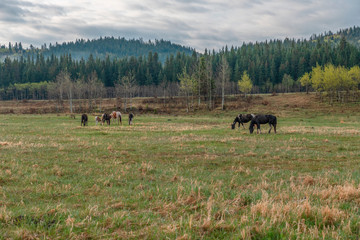 Horses on the Morley Indian Reserve at Morley