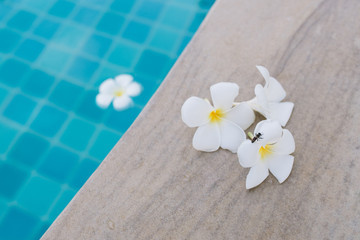 Close up bee landing on three white plumeria flowers at the pool edge with blue water background.