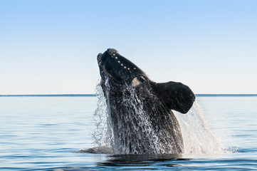Southern right whale,jumping behavior, Puerto Madryn, Patagonia, Argentina © foto4440