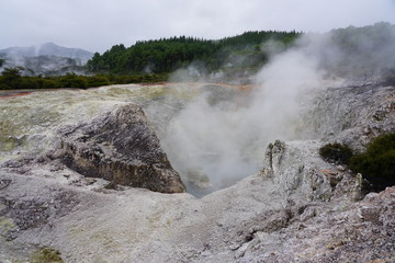 Geothermal craters in the forest in the Waiotapu area of the Taupo Volcanic Zone in New Zealand
