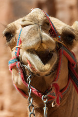 camel in desert