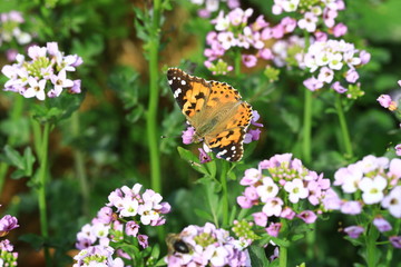 Summer and nature's most beautiful butterflies