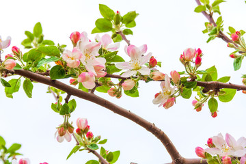 Blossoming beautiful fragile flowers and gorgeous flower buds on a separate branch of the Apple tree