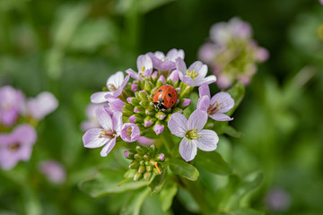  wild plants and the awakening of nature in spring