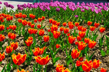 beautiful flowerbed of colorful tulips on a sunny day outdoors