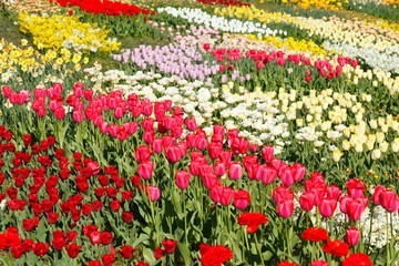 Tulpen