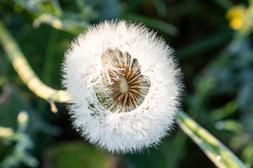 Pusteblume (Taraxacum sect. Ruderalia)