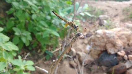 sleeping dragonfly