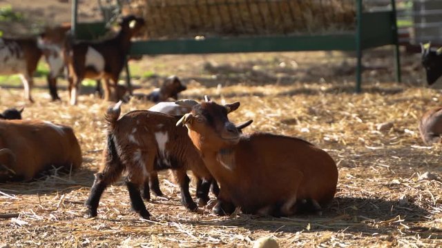 Two pesky little baby goats attempt to suck suckling (nursing) on momma goat udder, very insistent persistent and aggressive tough, Funny look on momma goat face