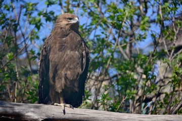 Bird of prey on a tree in the forest