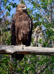 Bird of prey in the spring forest
