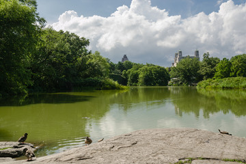 Fototapeta premium View of skyscraper from Central Park - New York - Usa