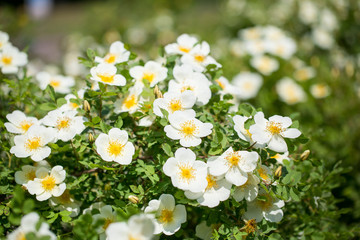 white flowers of wild rose