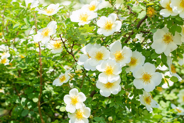 white flowers of wild rose