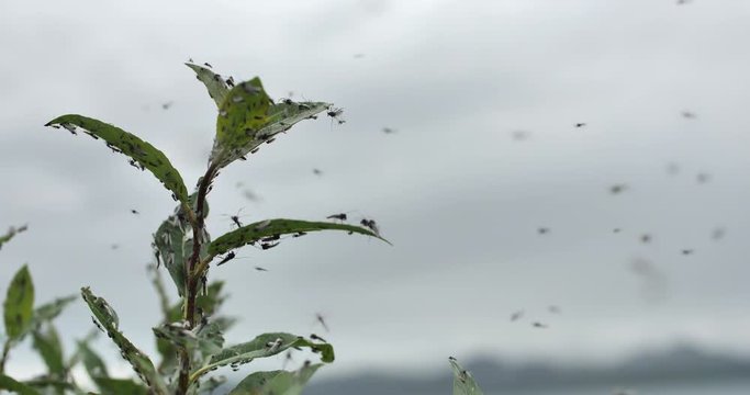 Swarm of midge insects on green plant leaves Myvatn Iceland overcast day.mov