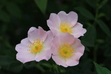 wild ornament of nature , wild rose