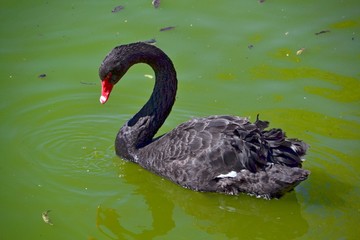 Naklejka premium Elegant black swan swimming in the pond