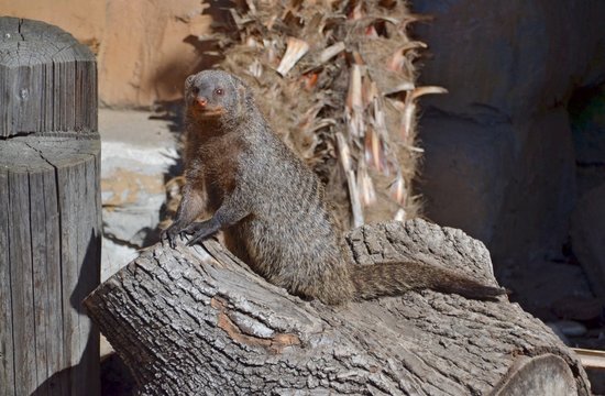 MONGOOSE CONVENIENTLY SETTLED DOWN ON THE TREE