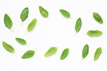 Holy basil  leaves on white