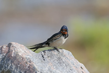 Portraits barn swallow (Hirundo rustica) sits on a stone. Shot from a very close distance, detailed photos